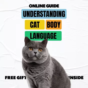 Cat Body Language: Ears, Tail, Eyes & Stress Signals